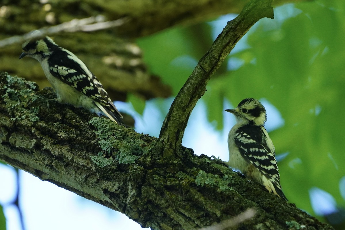 Downy Woodpecker - ML620195783