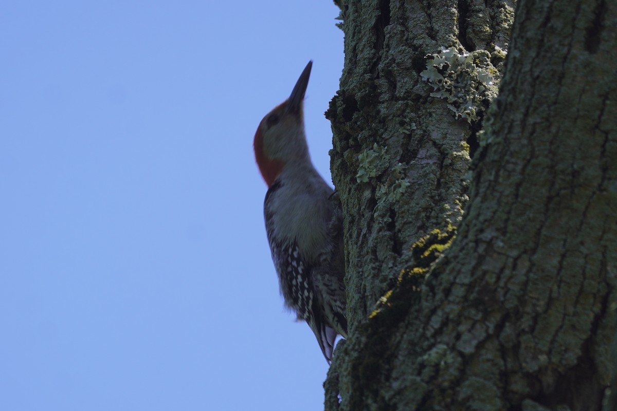 Red-bellied Woodpecker - ML620195784