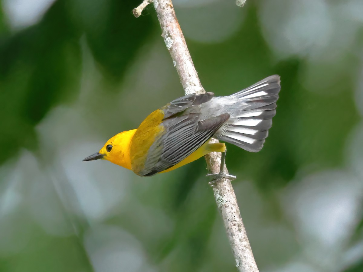 Prothonotary Warbler - ML620195785