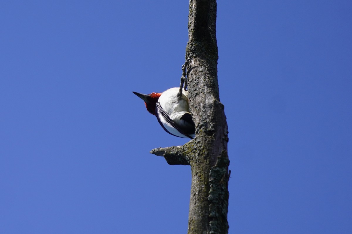 Red-headed Woodpecker - ML620195786