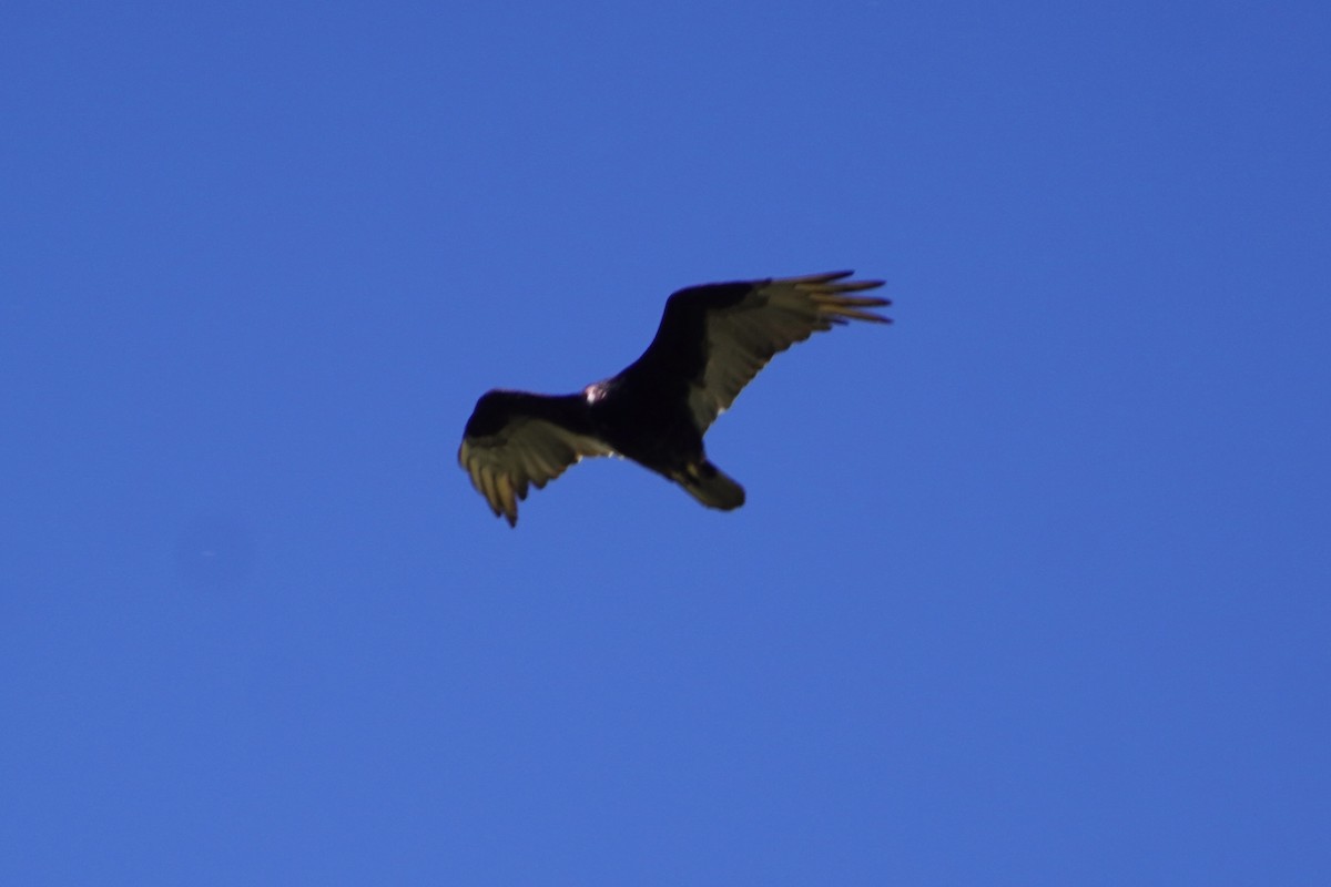 Turkey Vulture - ML620195788