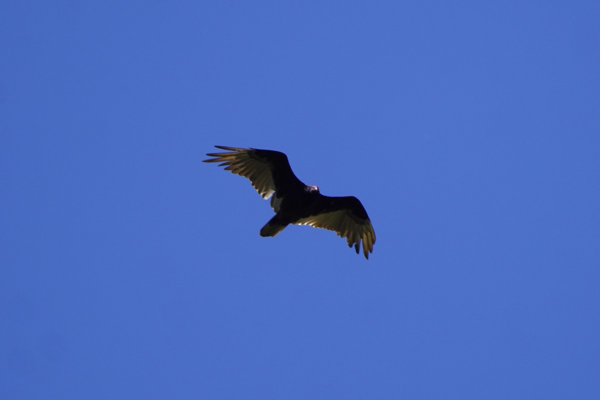 Turkey Vulture - ML620195789