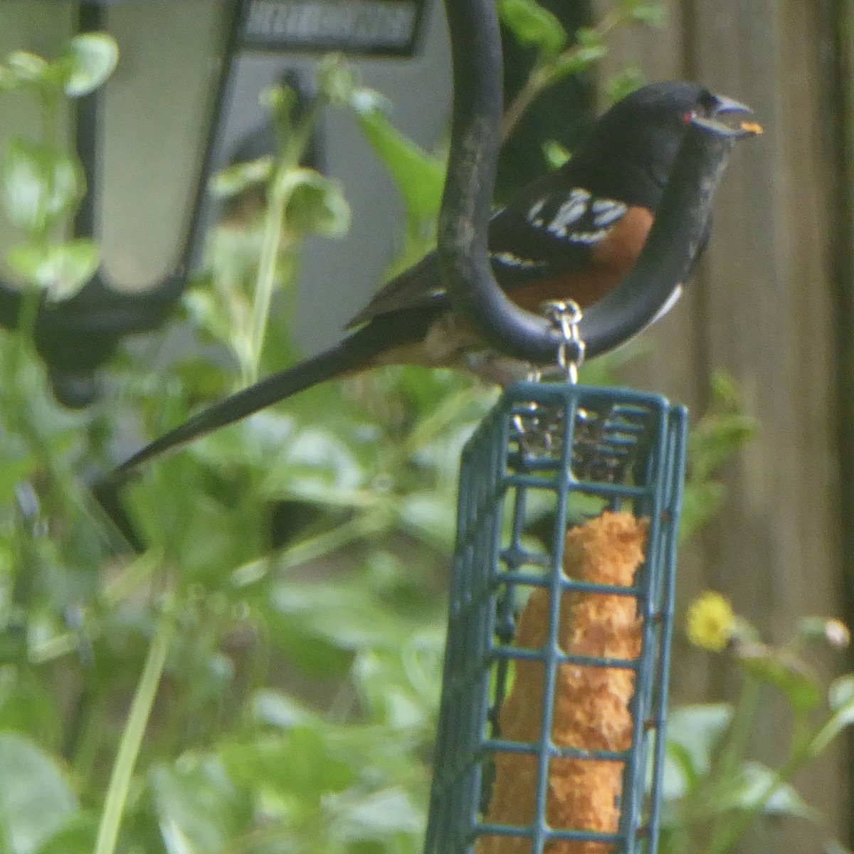 Spotted Towhee - ML620195791