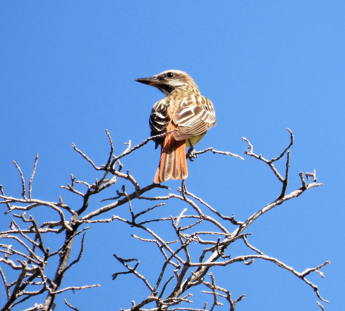 Sulphur-bellied Flycatcher - Karen Carbiener