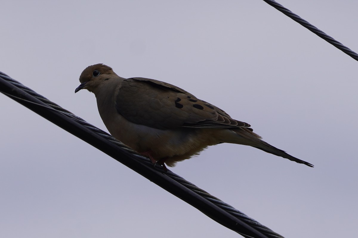 Mourning Dove - ML620195796