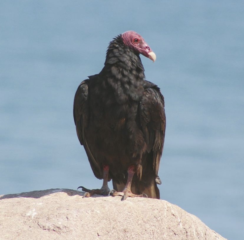Turkey Vulture - ML620195799