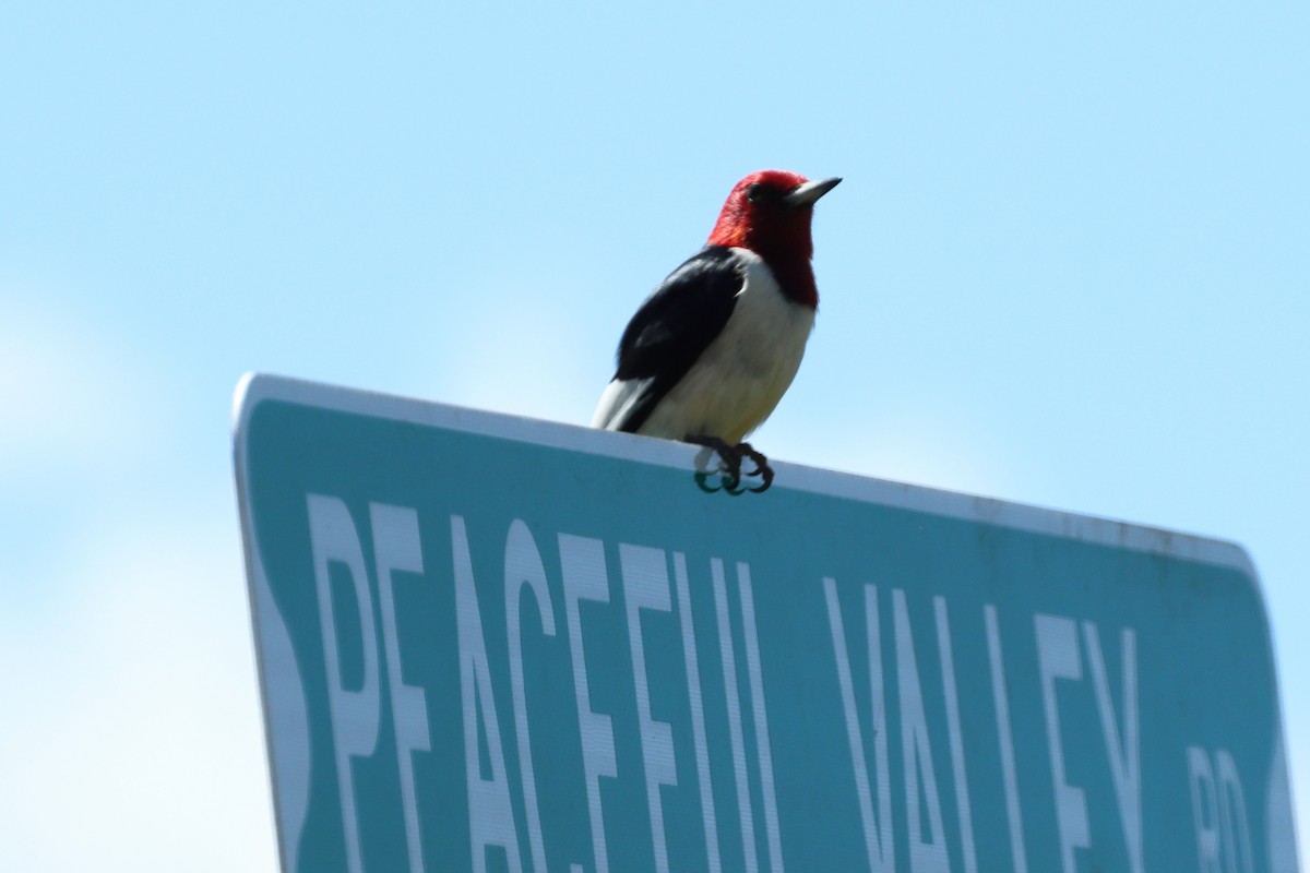 Red-headed Woodpecker - ML620195800