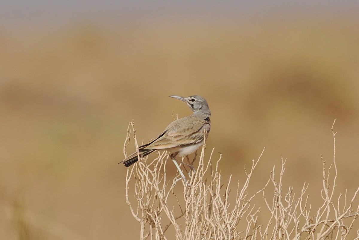 Greater Hoopoe-Lark - ML620195801