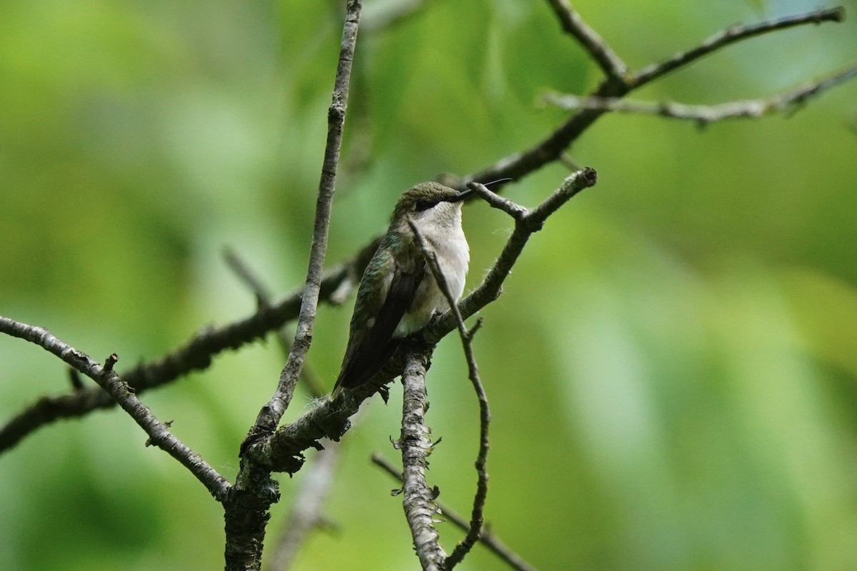 Colibri à gorge rubis - ML620195810