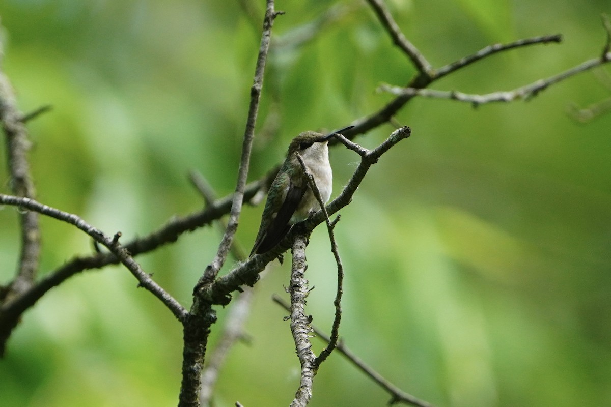 Colibri à gorge rubis - ML620195811