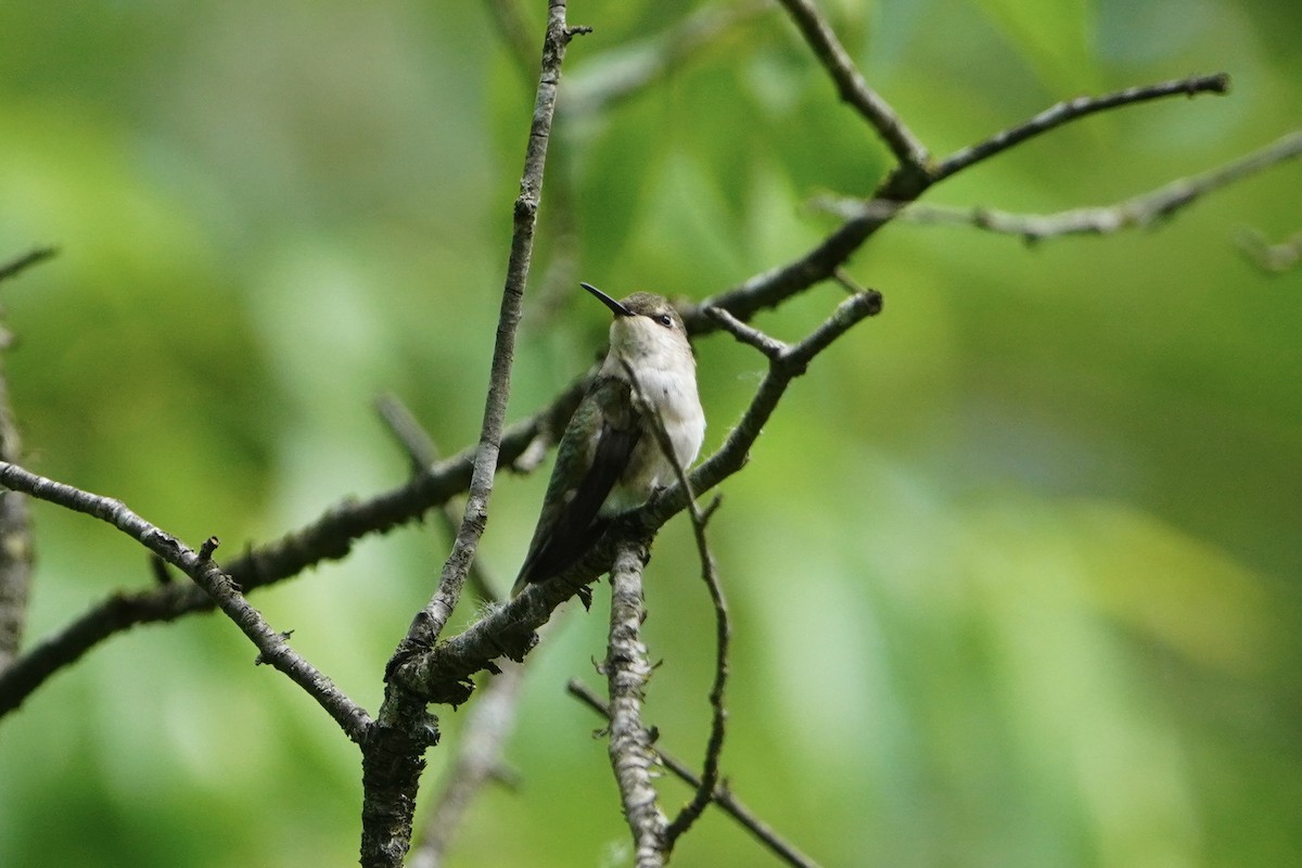 Ruby-throated Hummingbird - ML620195812