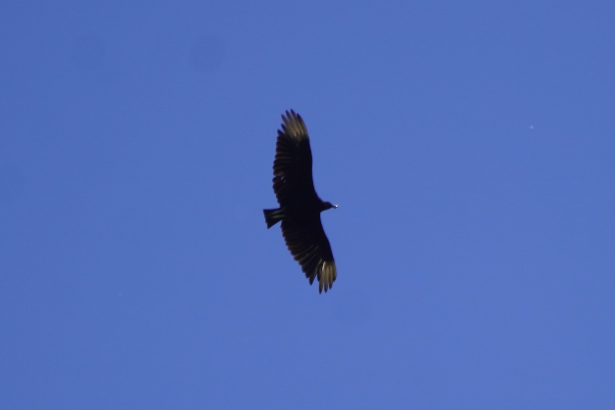 Black Vulture - ML620195817
