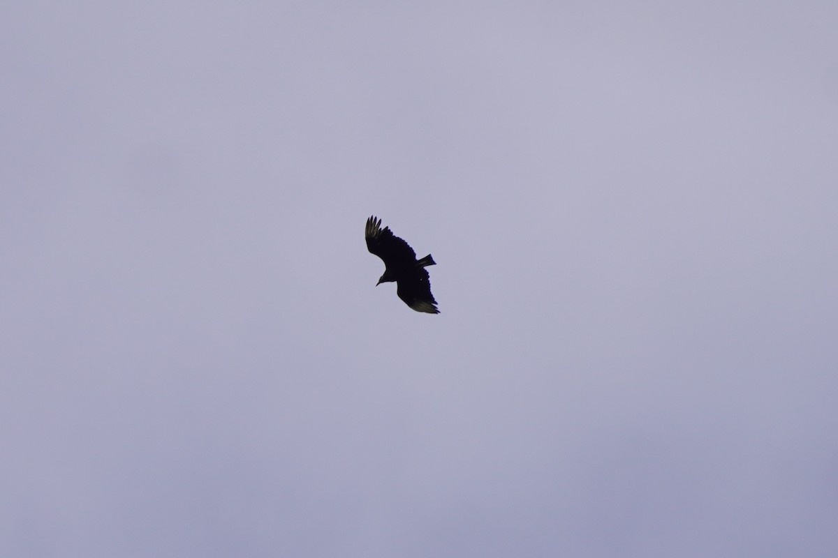Black Vulture - ML620195818