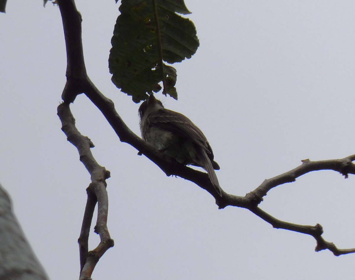 Northern Tropical Pewee - ML620195820