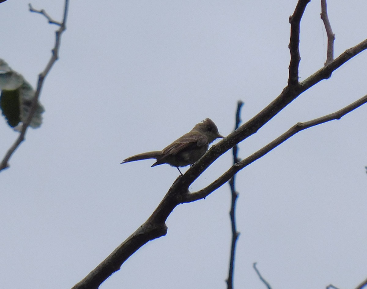 Pibí Tropical (grupo brachytarsus) - ML620195821