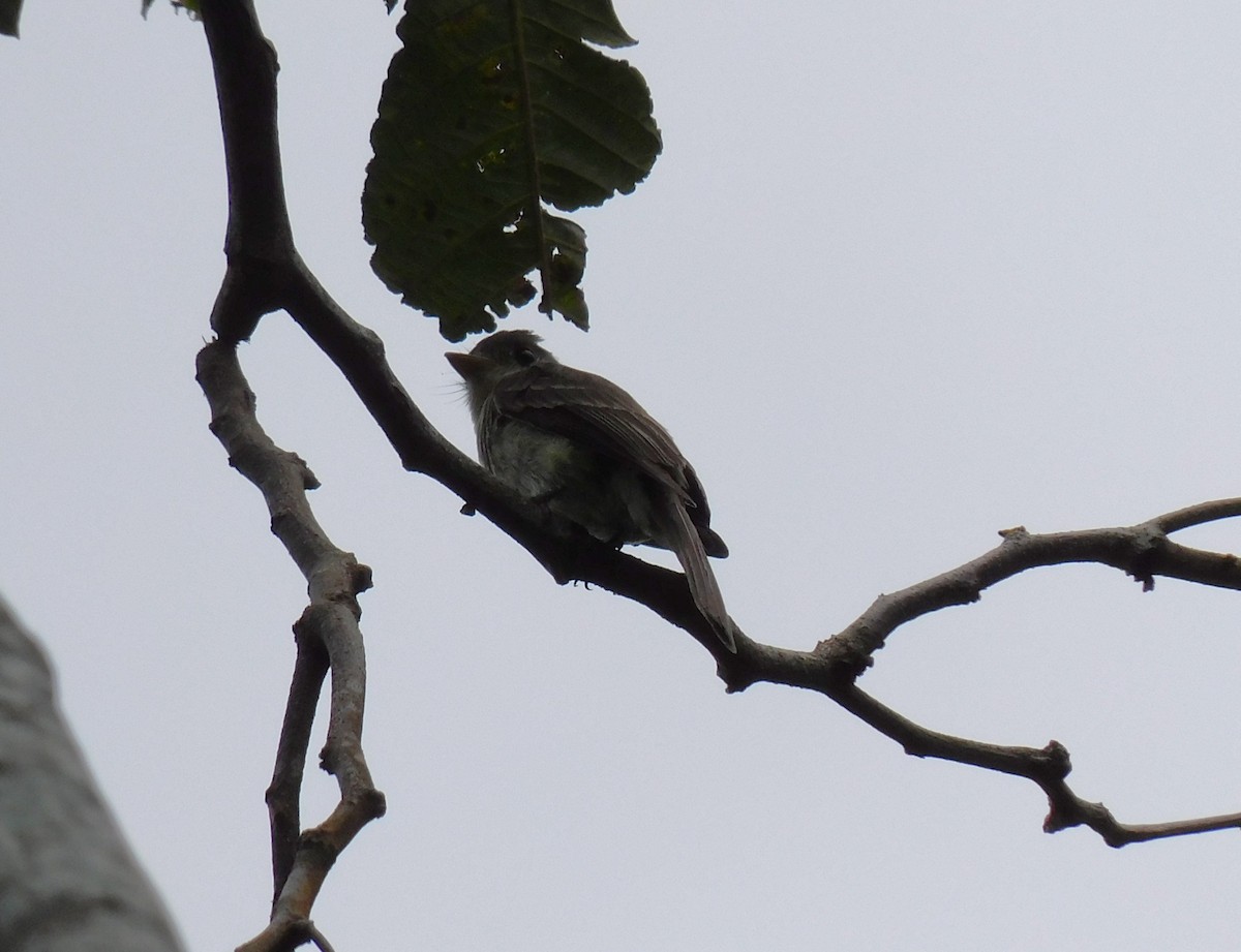 Northern Tropical Pewee - ML620195822