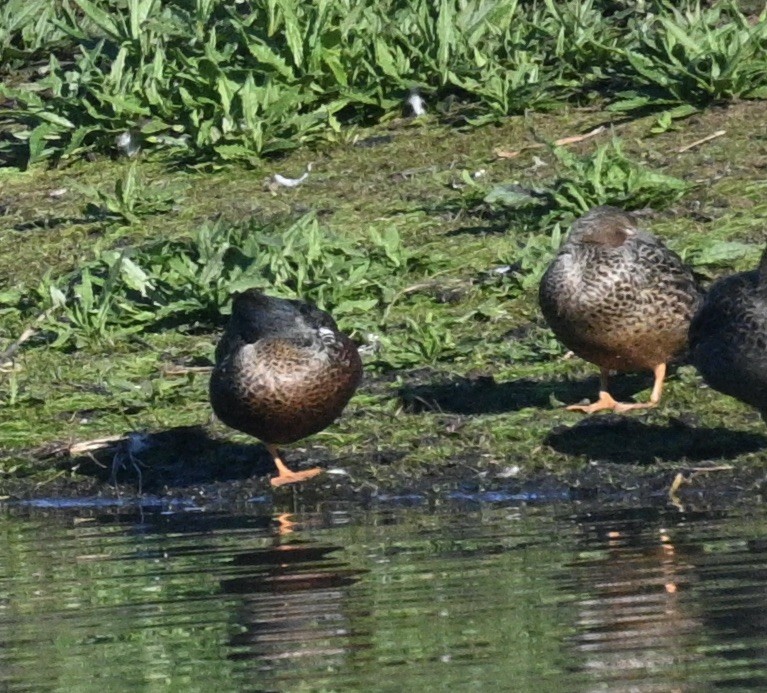 Hybride Canard colvert x C. à sourcils - ML620195826