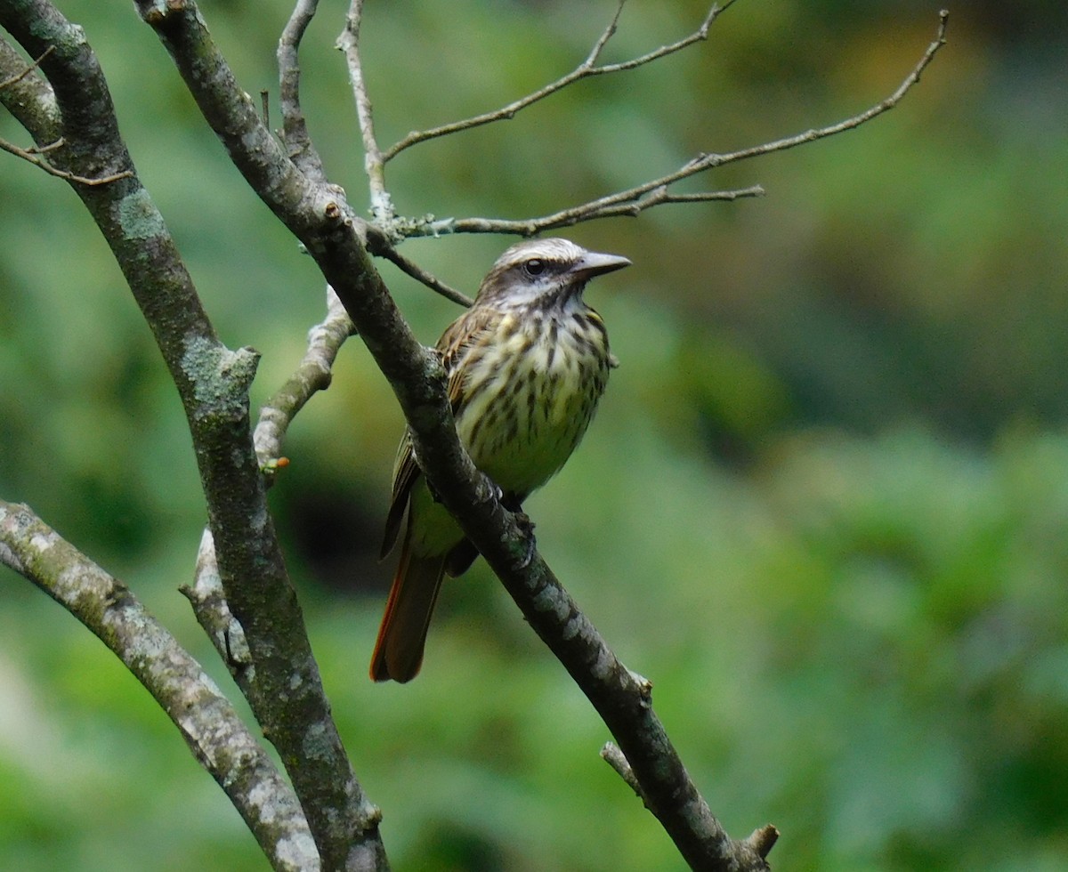 Sulphur-bellied Flycatcher - ML620195827