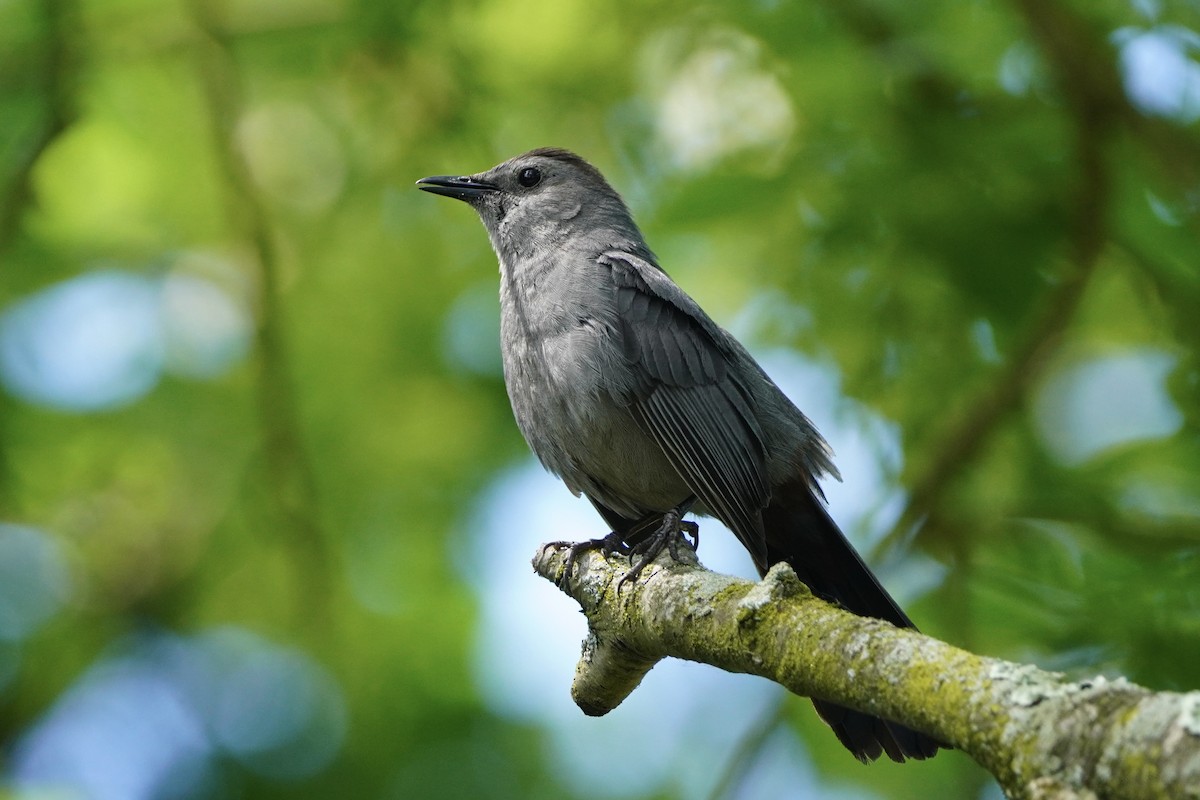 Gray Catbird - ML620195830