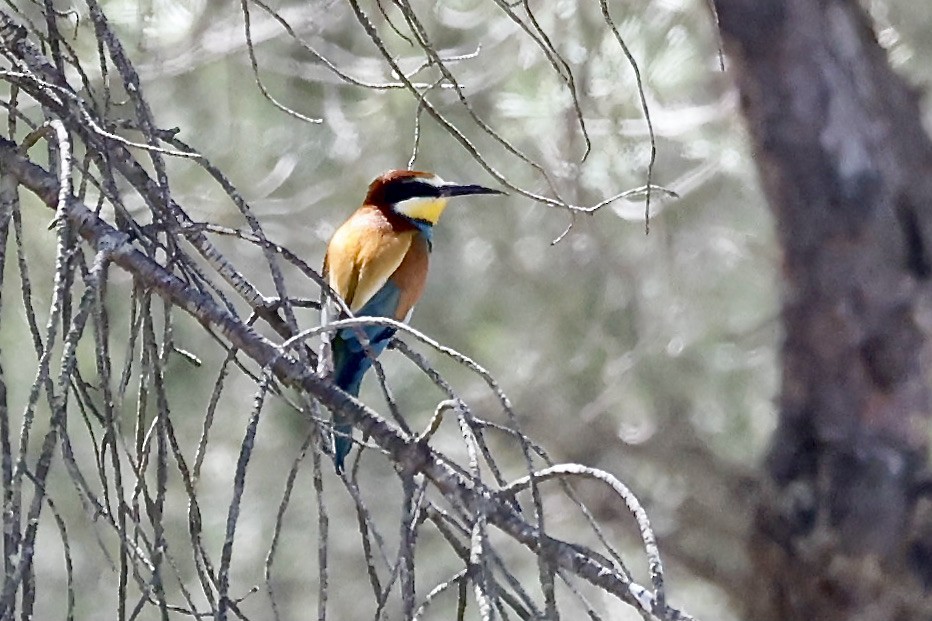 European Bee-eater - ML620195831