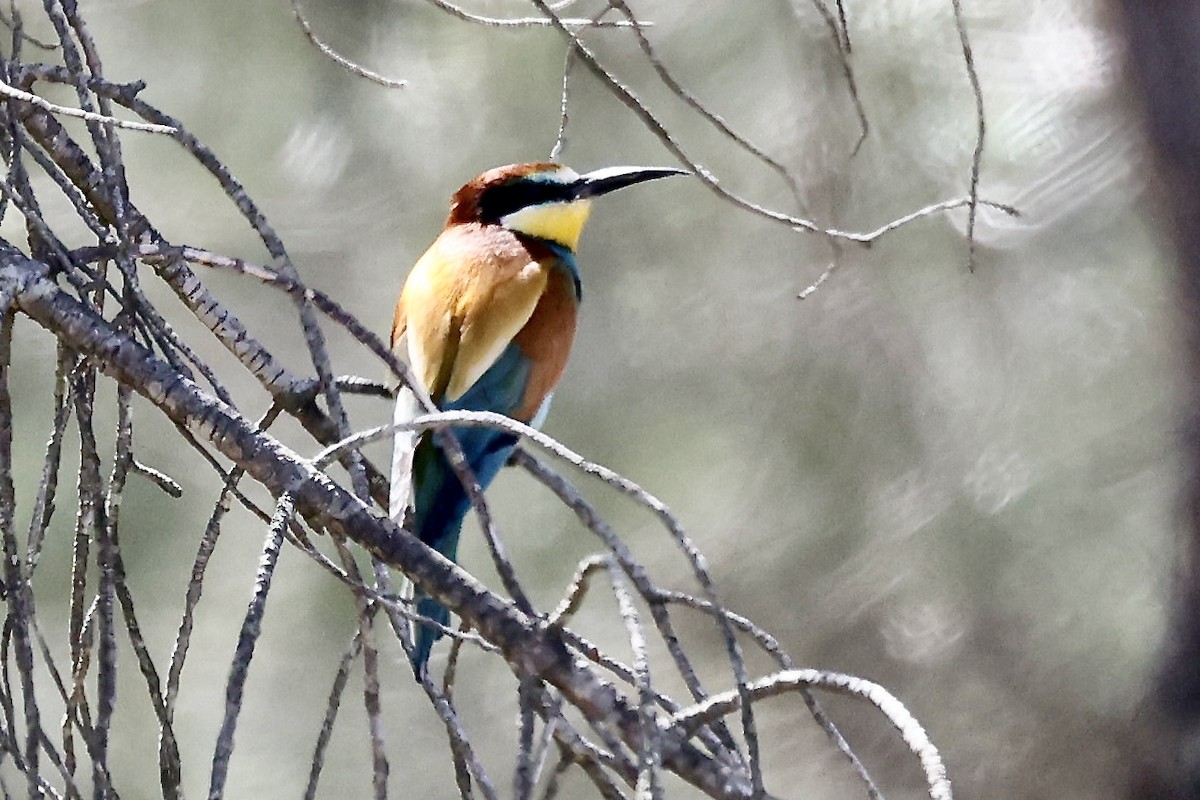 European Bee-eater - ML620195832