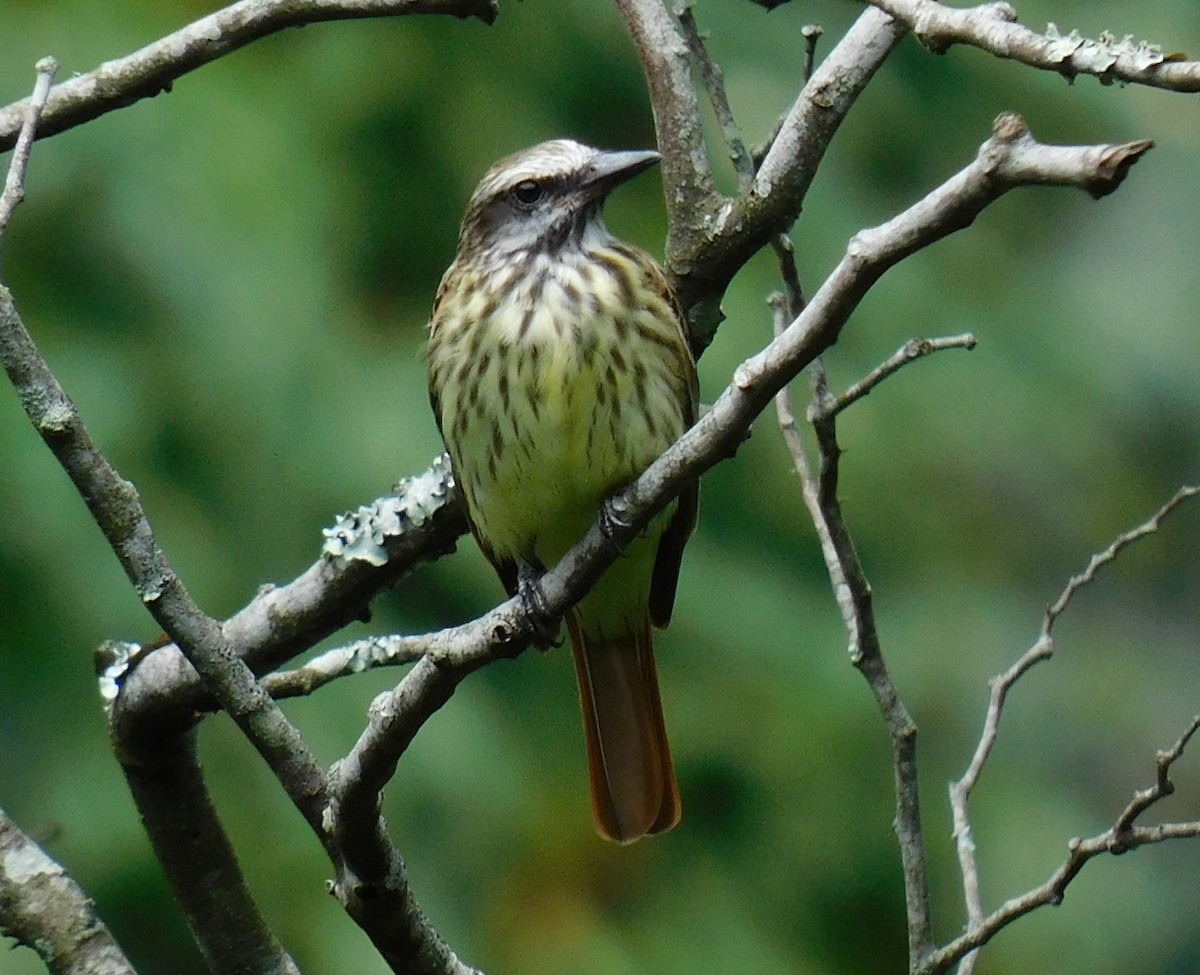 Sulphur-bellied Flycatcher - ML620195833