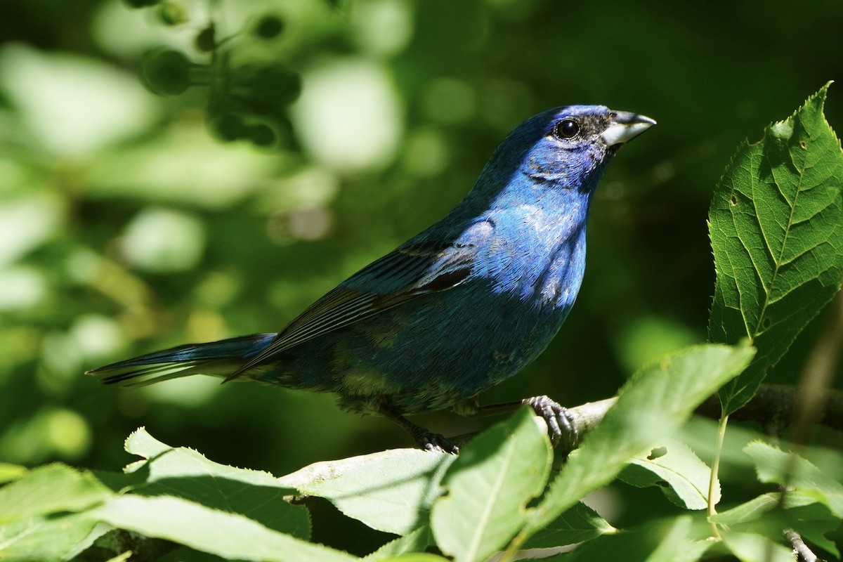 Indigo Bunting - ML620195844