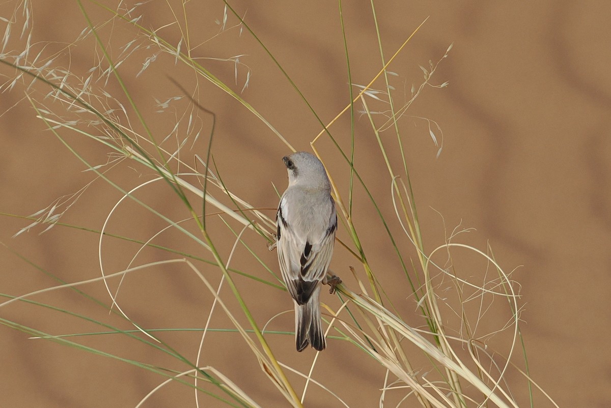 Desert Sparrow - george parker