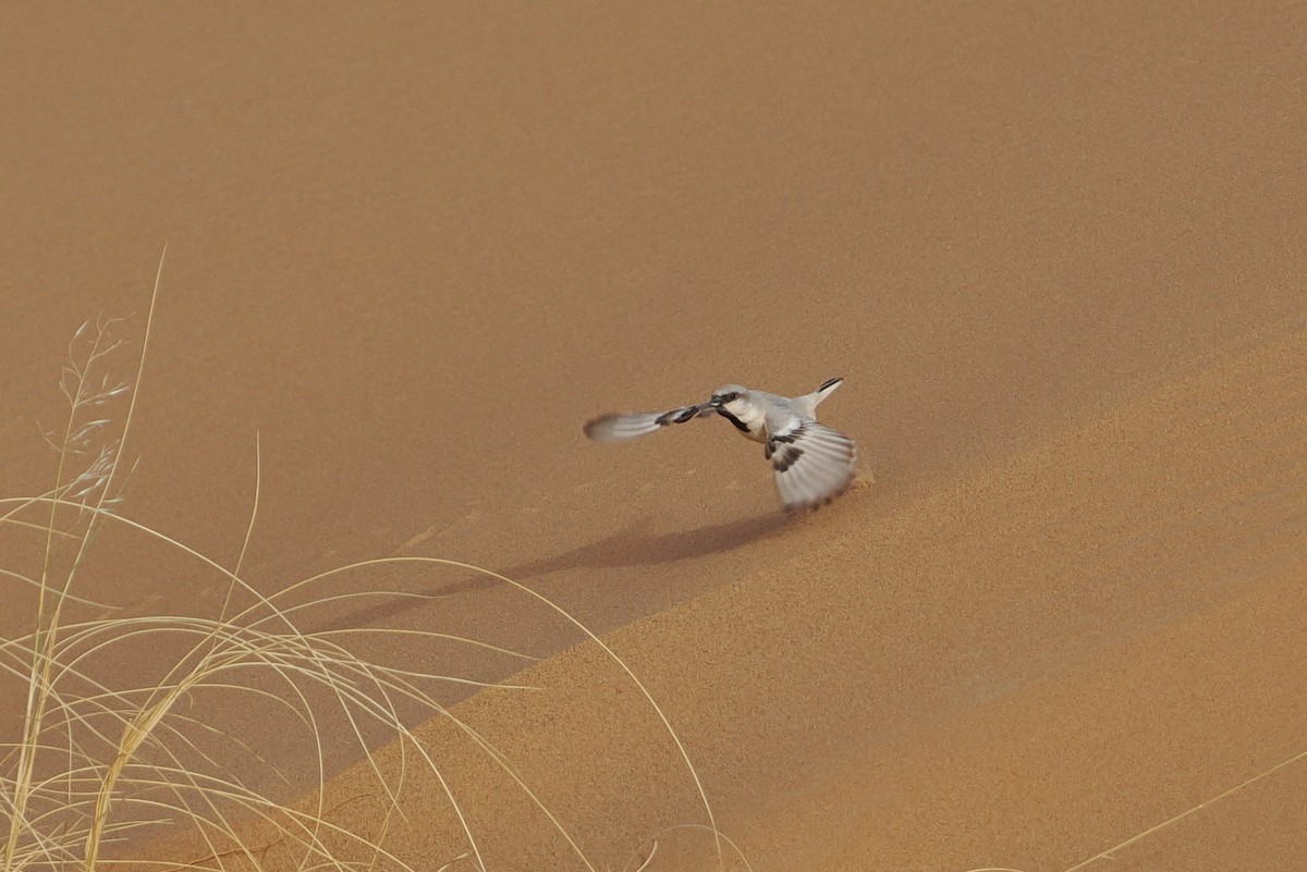 Desert Sparrow - ML620195858