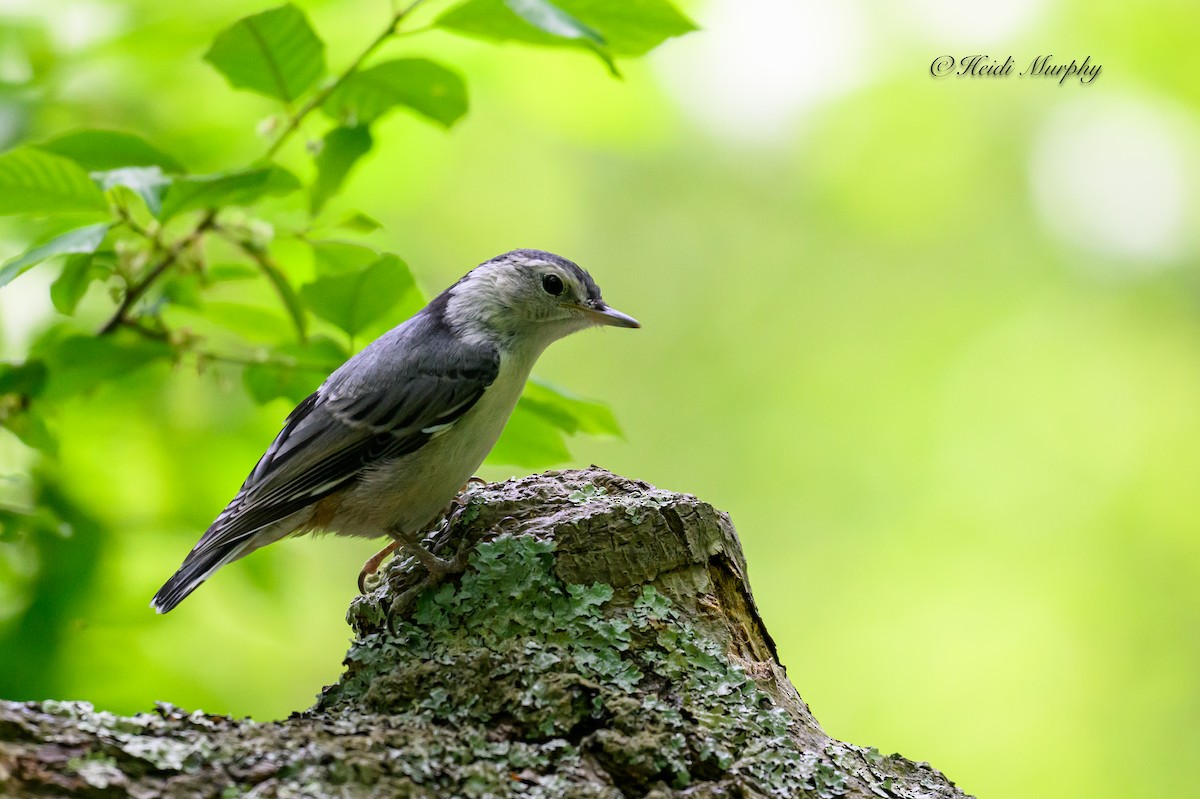 White-breasted Nuthatch - ML620195862