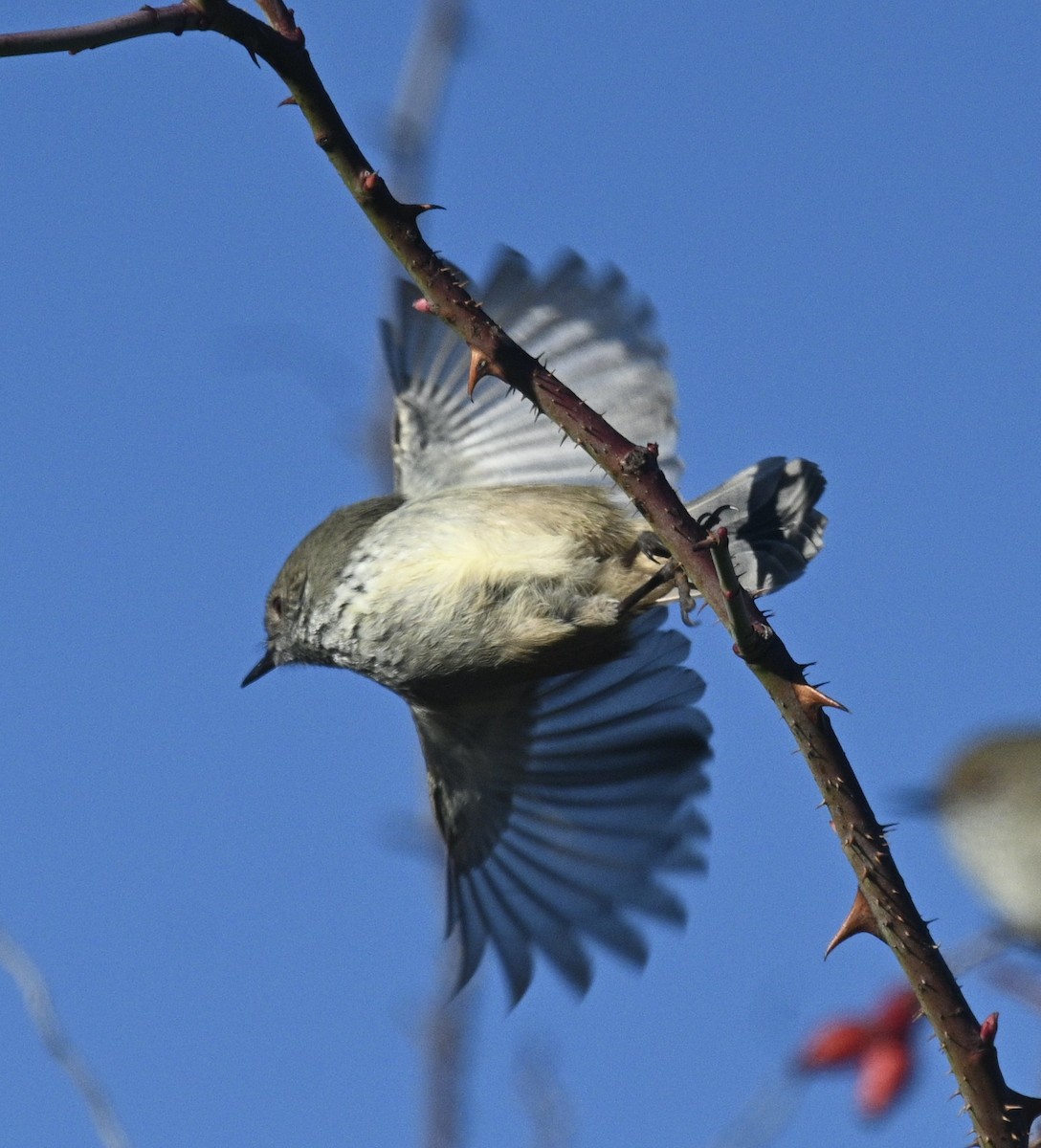 Brown Thornbill - ML620195863