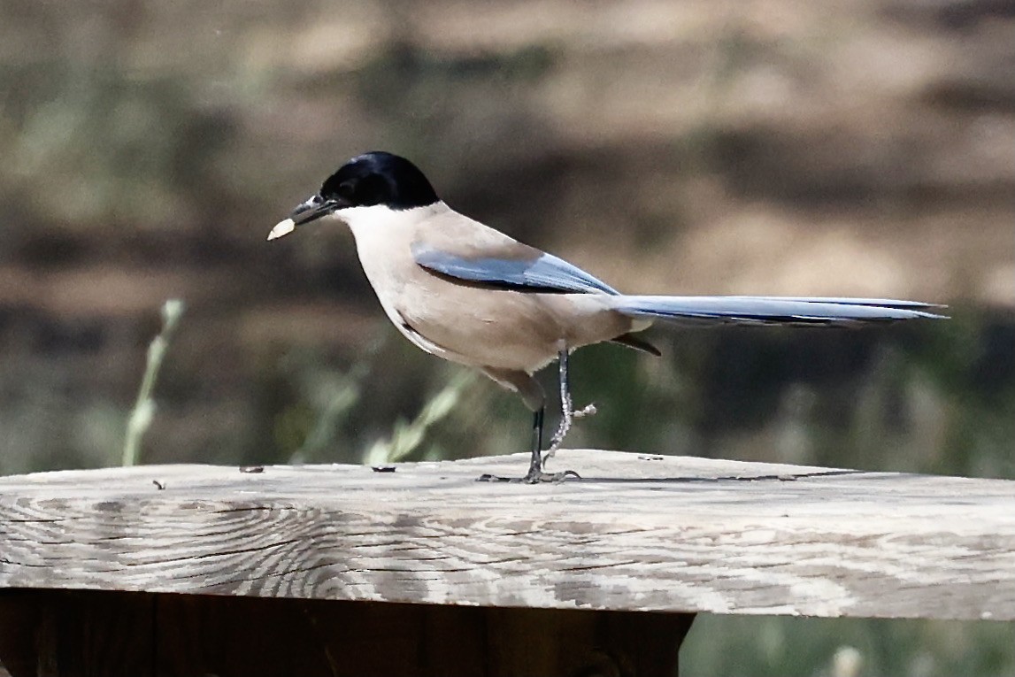 Iberian Magpie - ML620195868