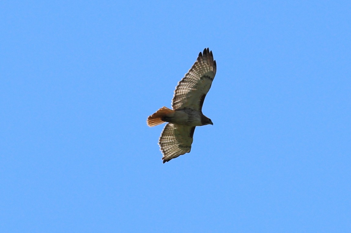 Red-tailed Hawk - ML620195877