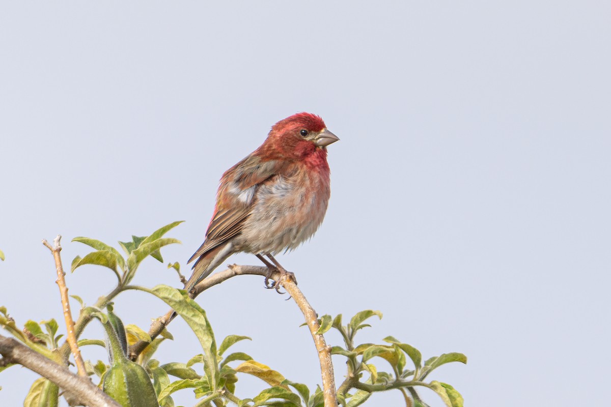 Purple Finch - ML620195878