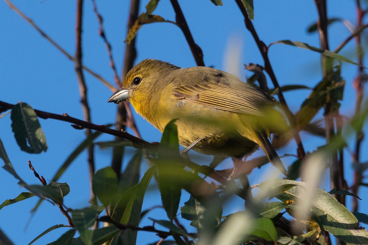 Hepatic Tanager - ML620195880