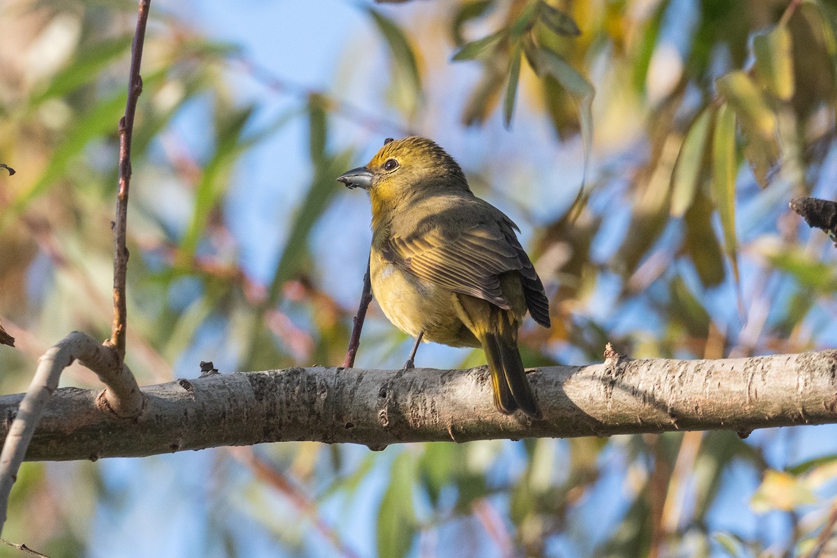 Hepatic Tanager - ML620195881
