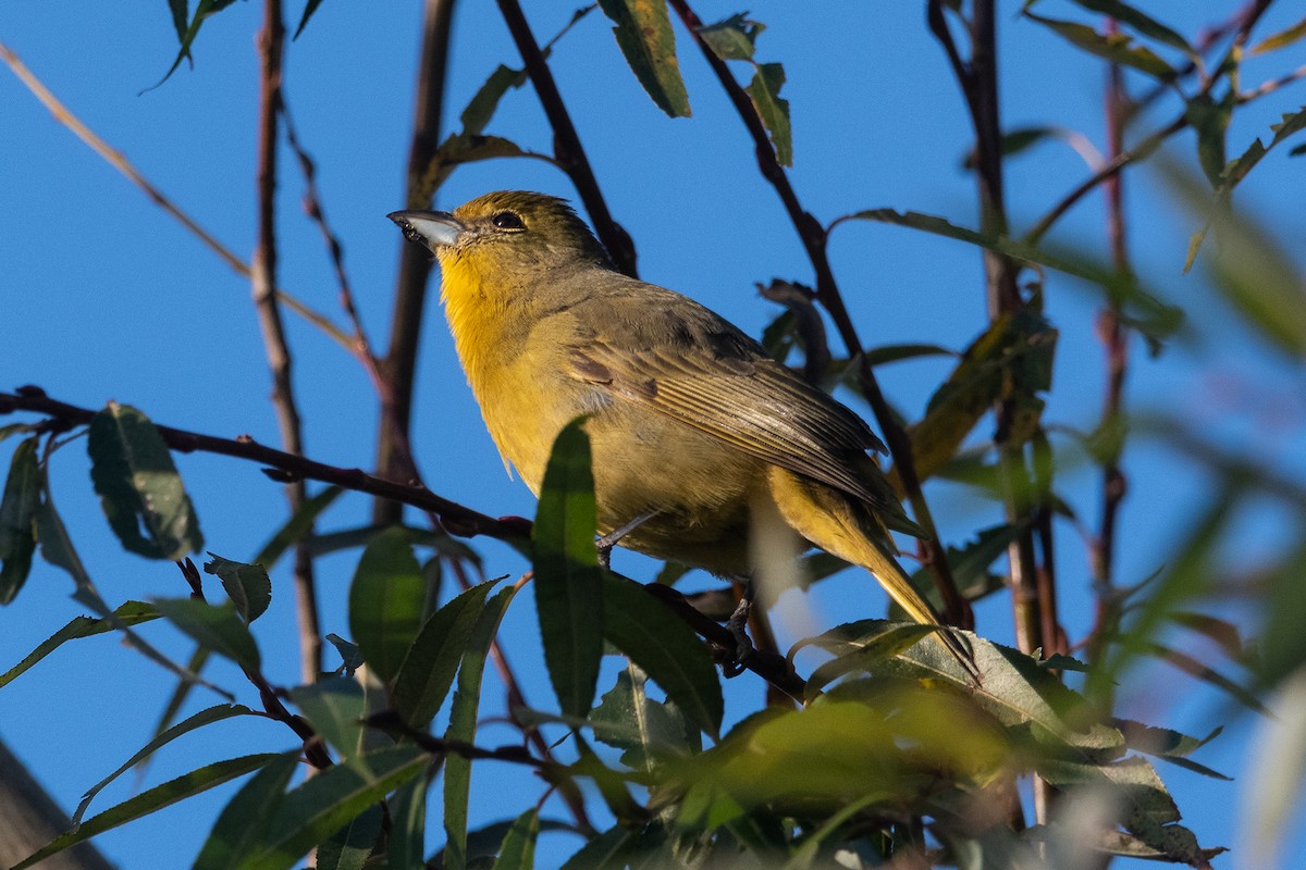 Hepatic Tanager - ML620195882