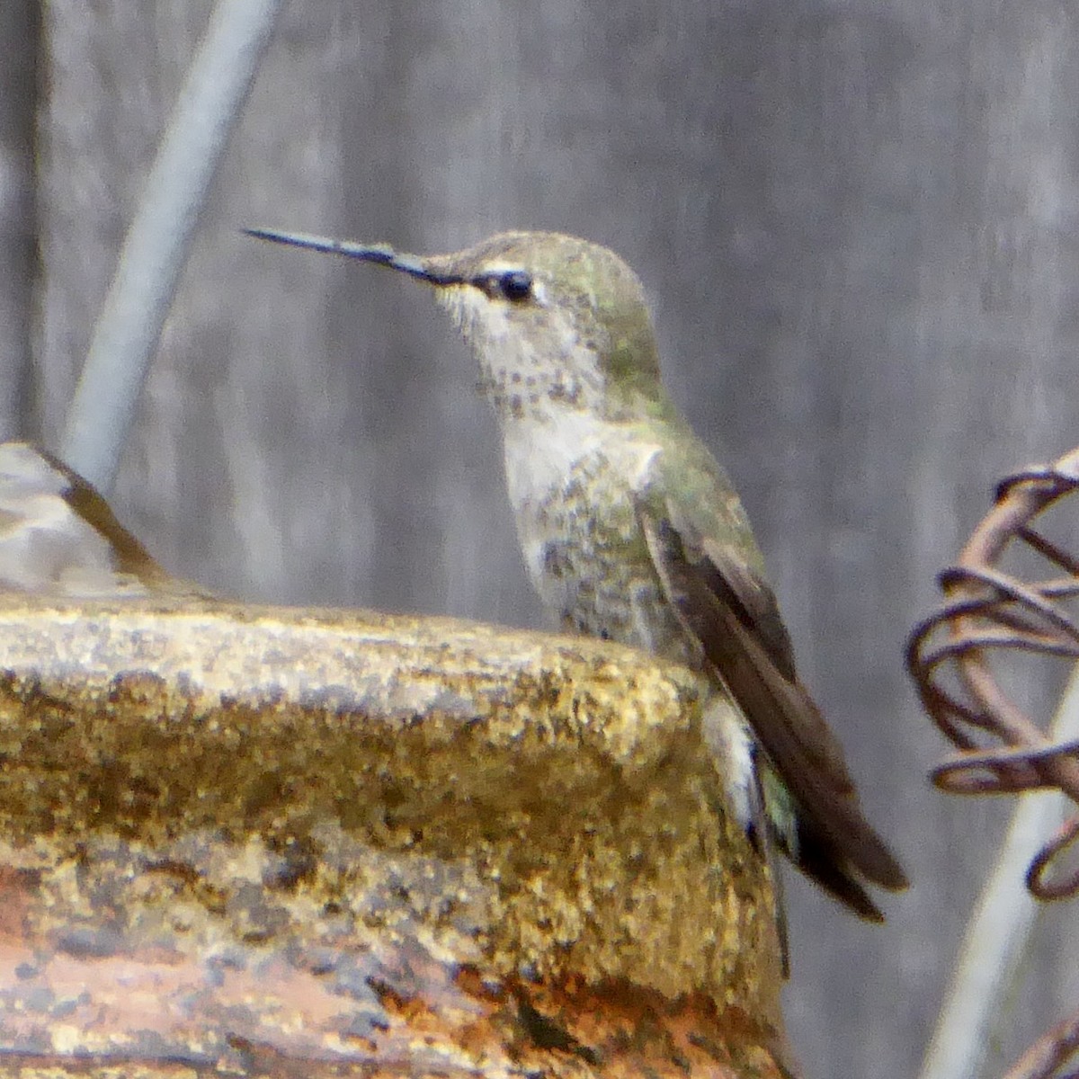 Anna's Hummingbird - ML620195884