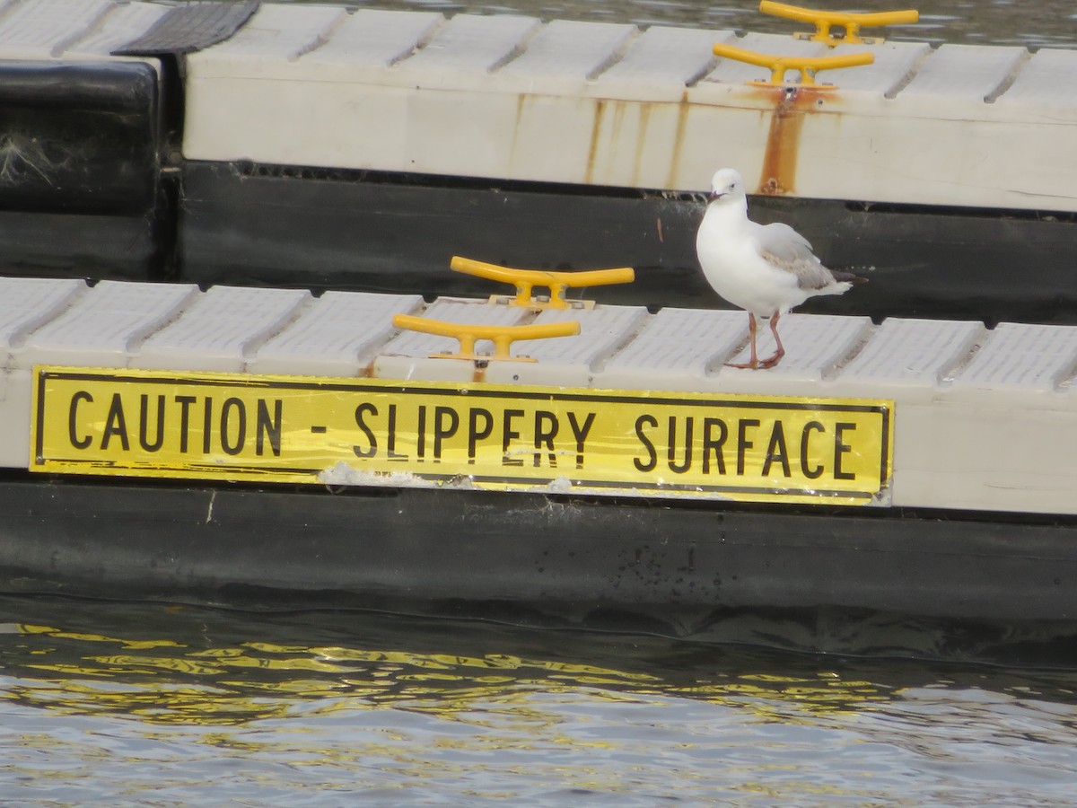 Silver Gull - ML620195887