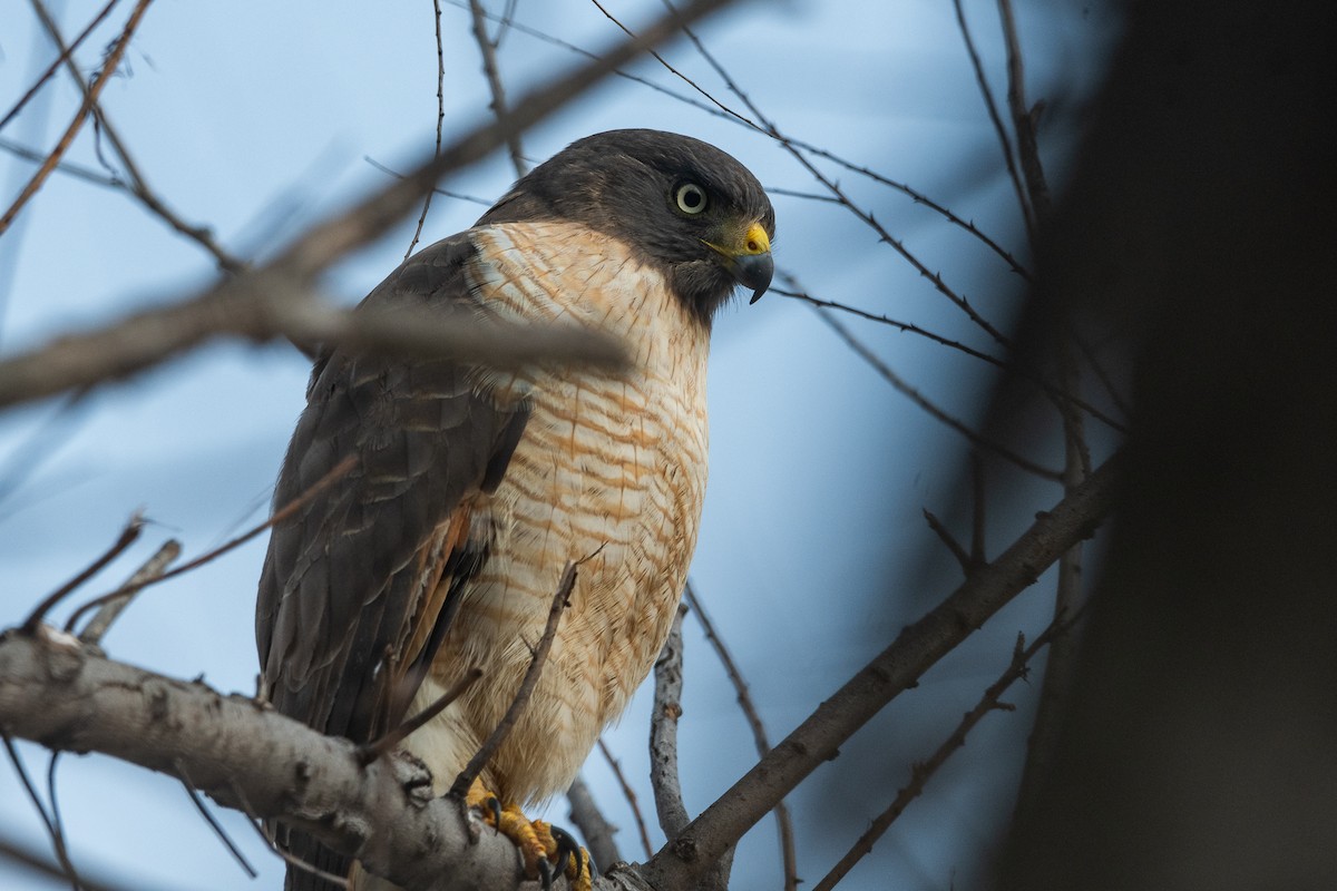 Roadside Hawk - ML620195890