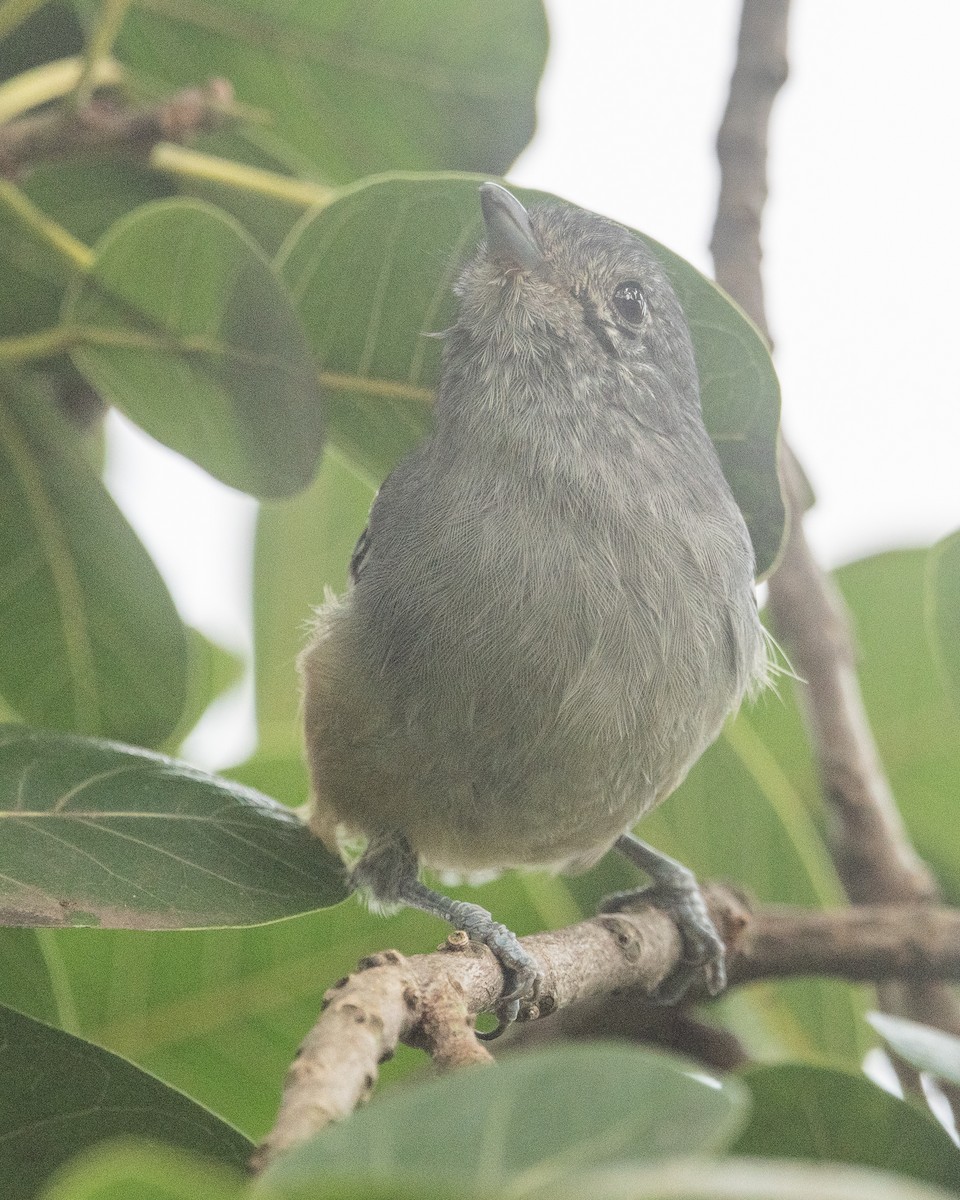 Variable Antshrike - ML620195903