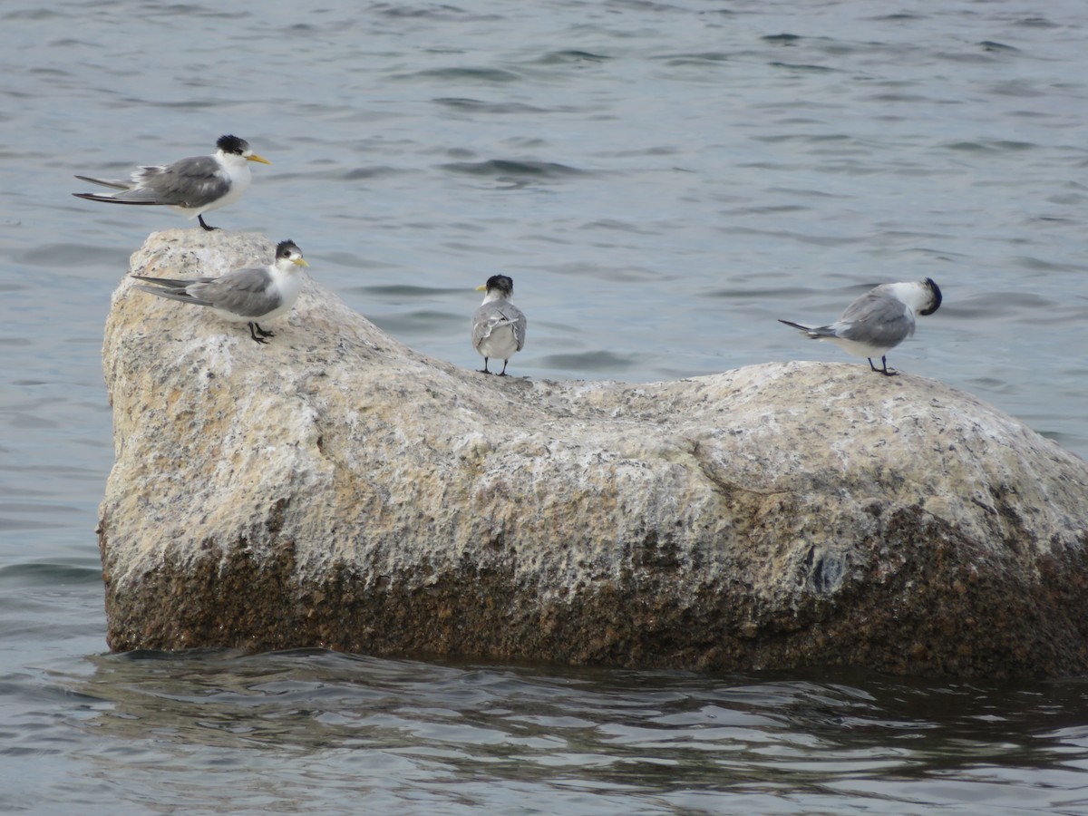 鳳頭燕鷗 - ML620195909