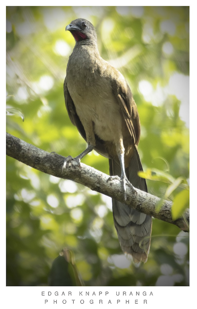 Plain Chachalaca - ML620195910