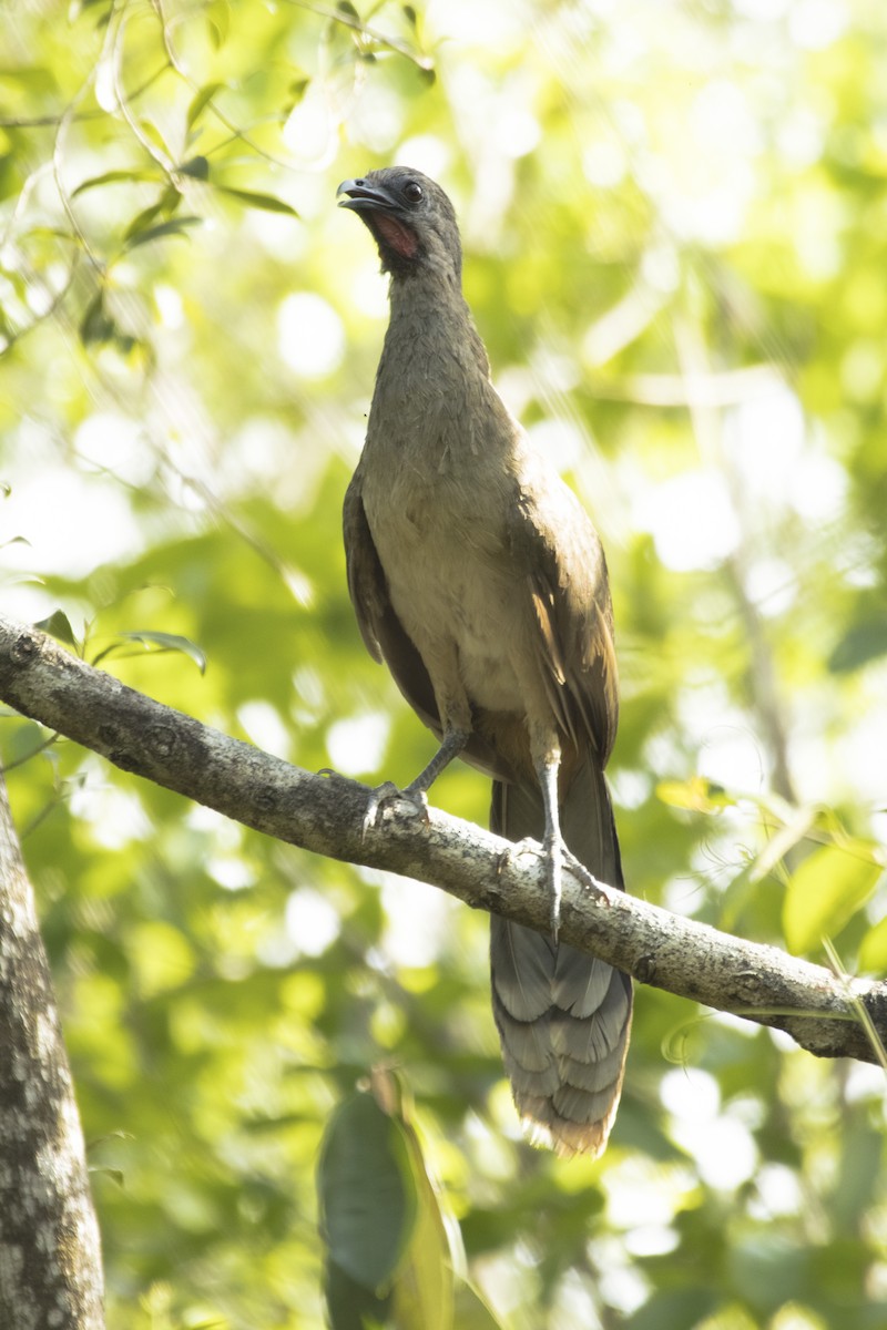 Plain Chachalaca - ML620195912