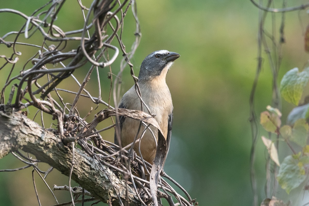 Saltator gris - ML620195916