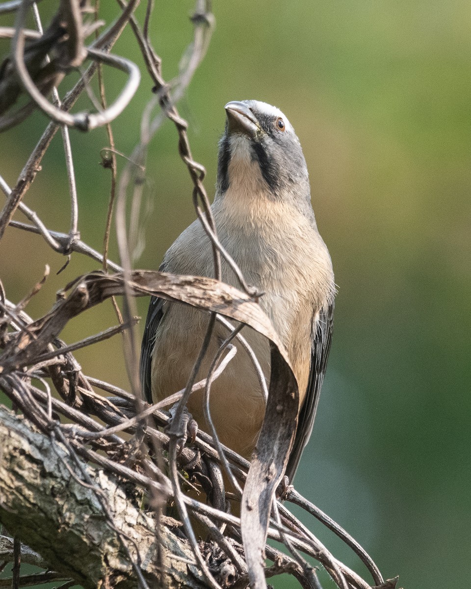 Saltator gris - ML620195919