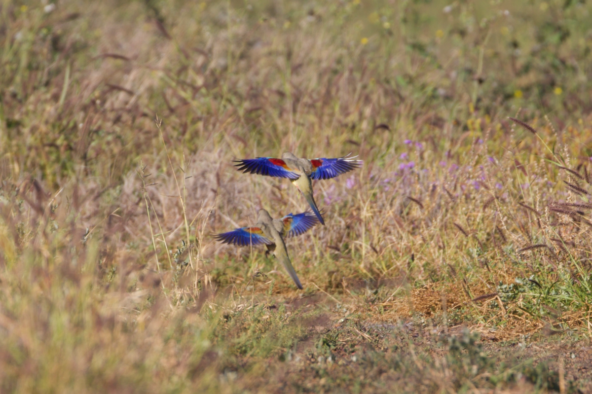 Greater Bluebonnet (Red-vented) - ML620195931