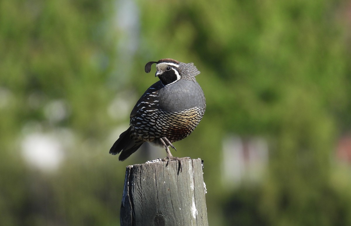 křepel kalifornský - ML620195932