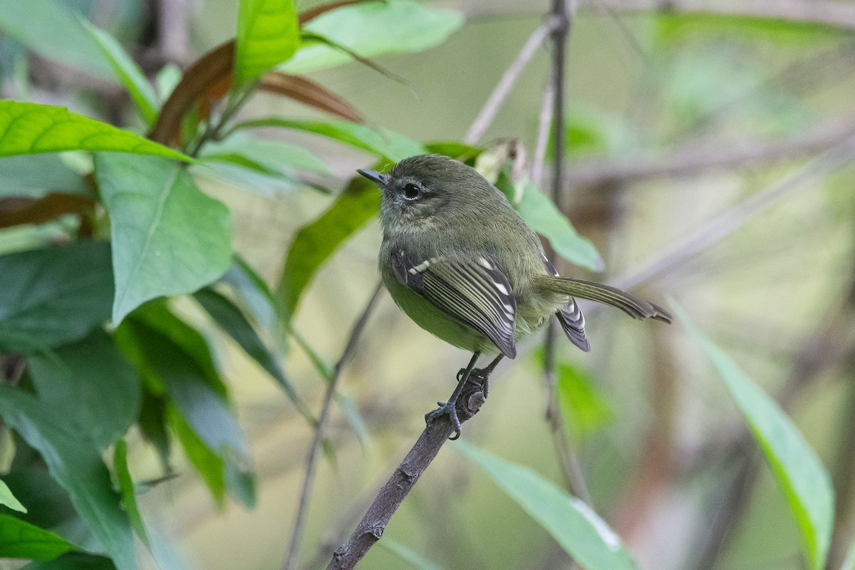 Mottle-cheeked Tyrannulet - ML620195935