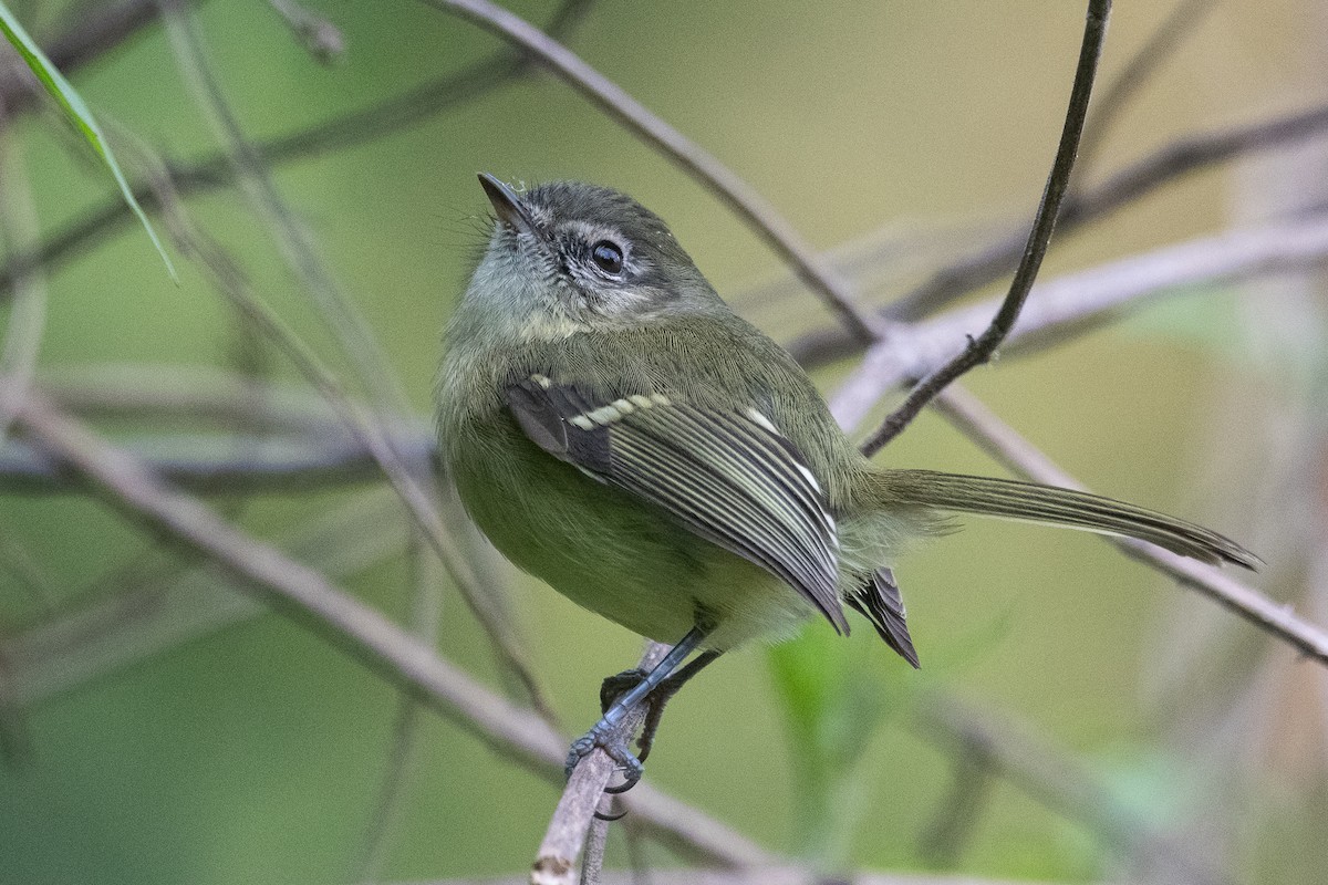 Mottle-cheeked Tyrannulet - ML620195936